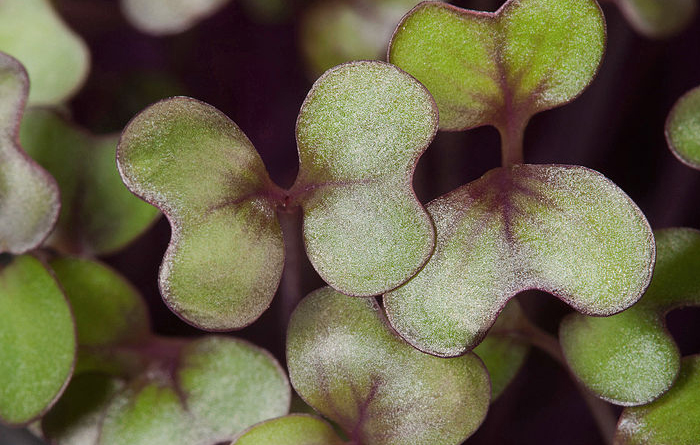 Microgreens